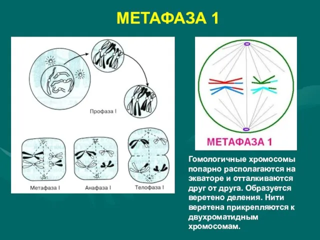 МЕТАФАЗА 1 Гомологичные хромосомы попарно располагаются на экваторе и отталкиваются друг от