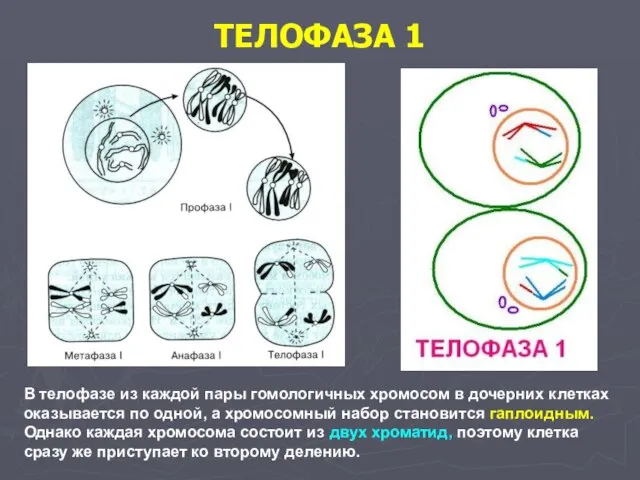 ТЕЛОФАЗА 1 В телофазе из каждой пары гомологичных хромосом в дочерних клетках