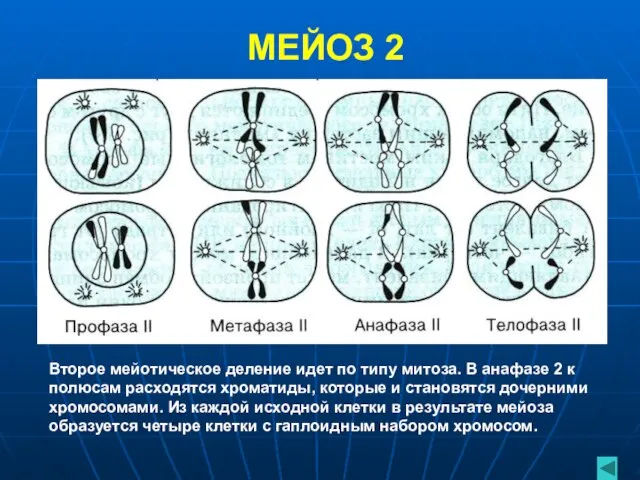 МЕЙОЗ 2 Второе мейотическое деление идет по типу митоза. В анафазе 2