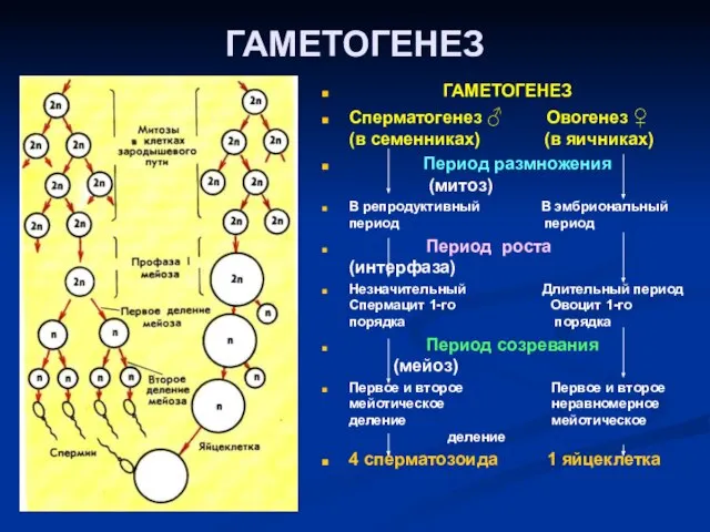 ГАМЕТОГЕНЕЗ ГАМЕТОГЕНЕЗ Сперматогенез ♂ Овогенез ♀ (в семенниках) (в яичниках) Период размножения