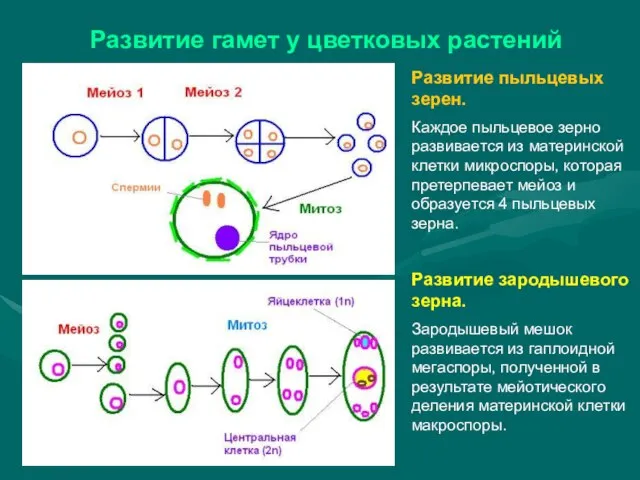 Развитие гамет у цветковых растений Развитие пыльцевых зерен. Каждое пыльцевое зерно развивается