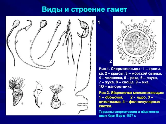 Виды и строение гамет 1 2 Рис.1. Сперматозоиды: 1 – кроли-ка, 2