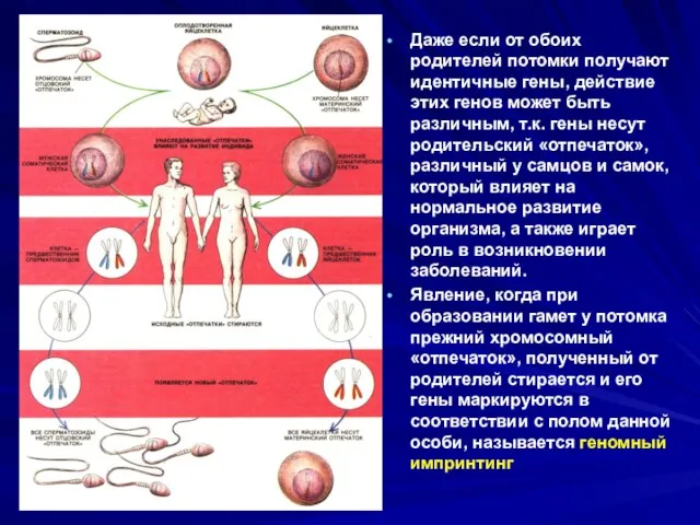 Даже если от обоих родителей потомки получают идентичные гены, действие этих генов