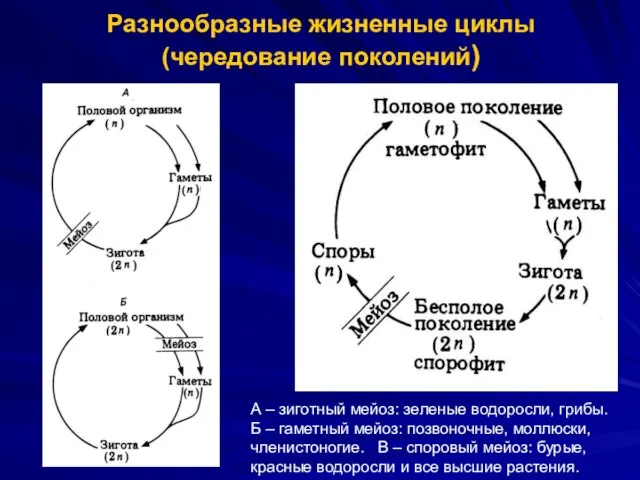 Разнообразные жизненные циклы (чередование поколений) А – зиготный мейоз: зеленые водоросли, грибы.