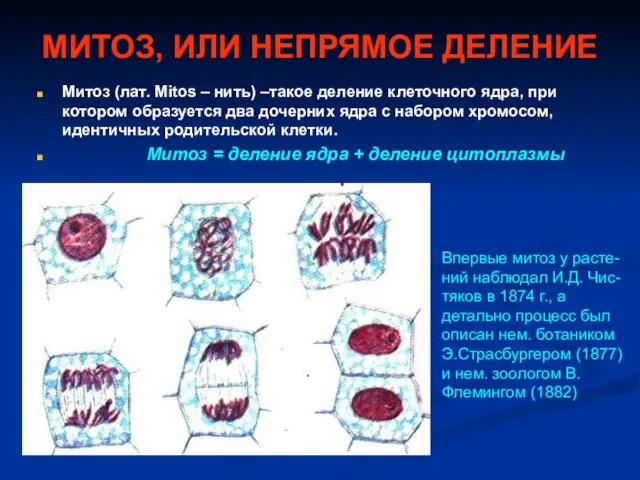 МИТОЗ, ИЛИ НЕПРЯМОЕ ДЕЛЕНИЕ Митоз (лат. Mitos – нить) –такое деление клеточного