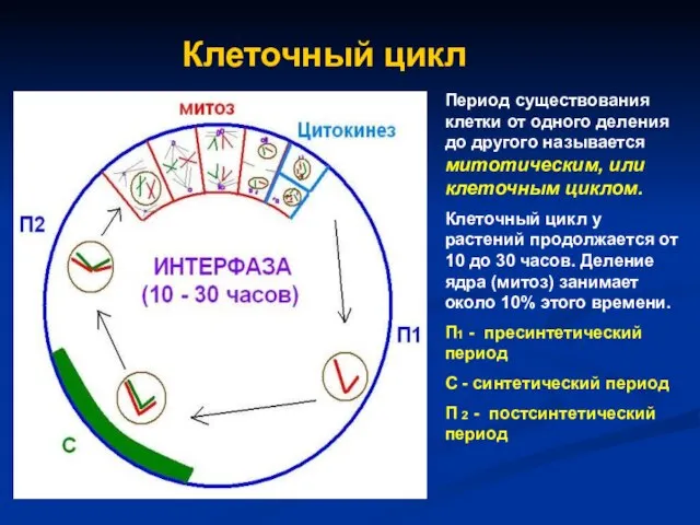Клеточный цикл Период существования клетки от одного деления до другого называется митотическим,