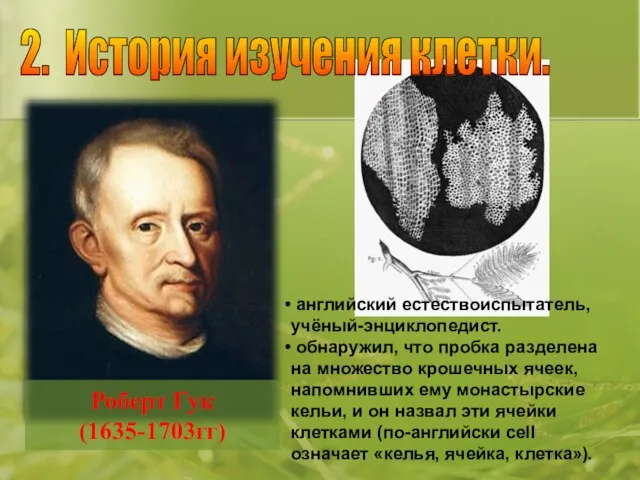 английский естествоиспытатель, учёный-энциклопедист. обнаружил, что пробка разделена на множество крошечных ячеек, напомнивших