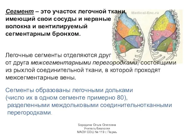 Сегмент – это участок легочной ткани, имеющий свои сосуды и нервные волокна