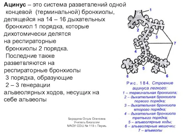 Ацинус – это система разветвлений одной концевой (терминальной) бронхиолы, делящейся на 14