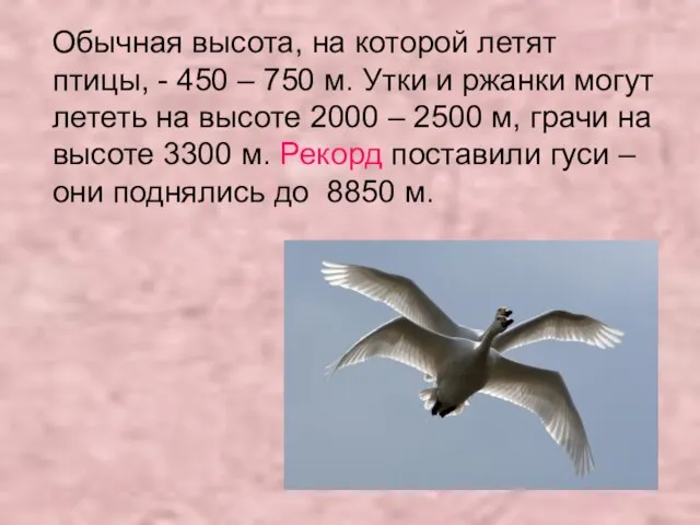 Обычная высота, на которой летят птицы, - 450 – 750 м. Утки