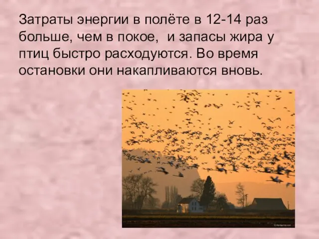 Затраты энергии в полёте в 12-14 раз больше, чем в покое, и