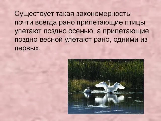 Существует такая закономерность: почти всегда рано прилетающие птицы улетают поздно осенью, а