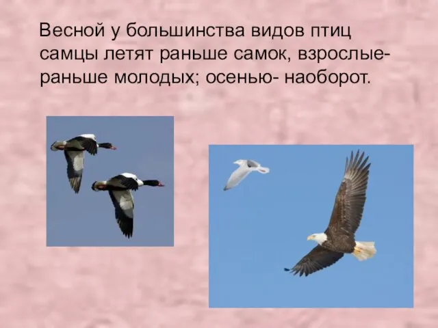 Весной у большинства видов птиц самцы летят раньше самок, взрослые- раньше молодых; осенью- наоборот.