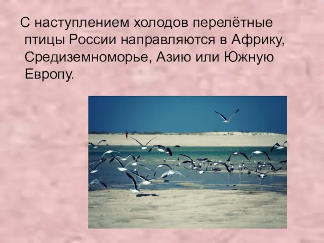 С наступлением холодов перелётные птицы России направляются в Африку, Средиземноморье, Азию или Южную Европу.