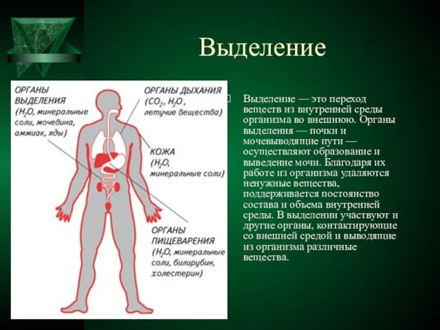 Выделение Выделение — это переход веществ из внутренней среды организма во внешнюю.