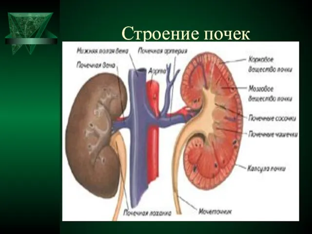 Строение почек