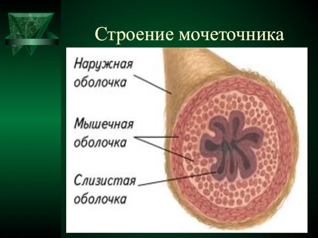 Строение мочеточника