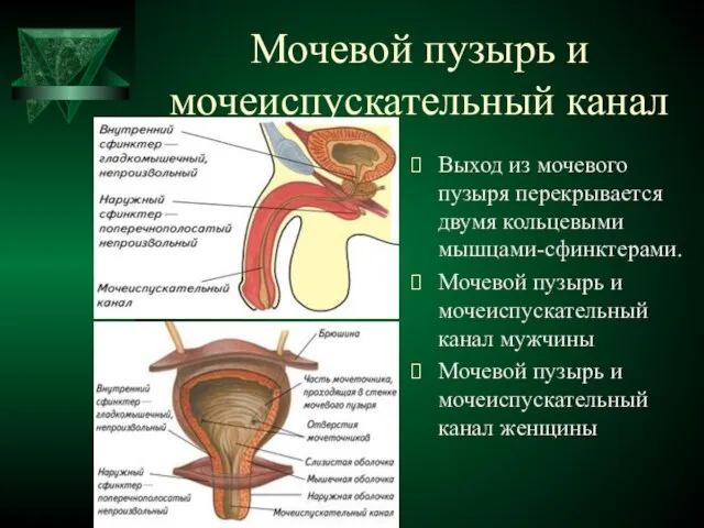 Мочевой пузырь и мочеиспускательный канал Выход из мочевого пузыря перекрывается двумя кольцевыми