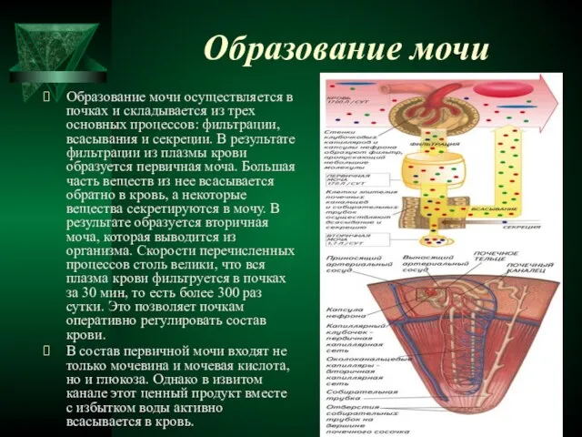 Образование мочи Образование мочи осуществляется в почках и складывается из трех основных