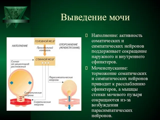 Выведение мочи Наполнение: активность соматических и симпатических нейронов поддерживает сокращение наружного и