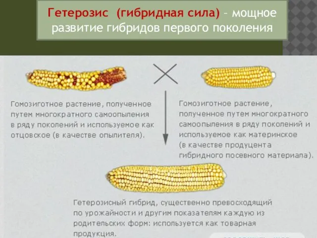 Гетерозис (гибридная сила) – мощное развитие гибридов первого поколения