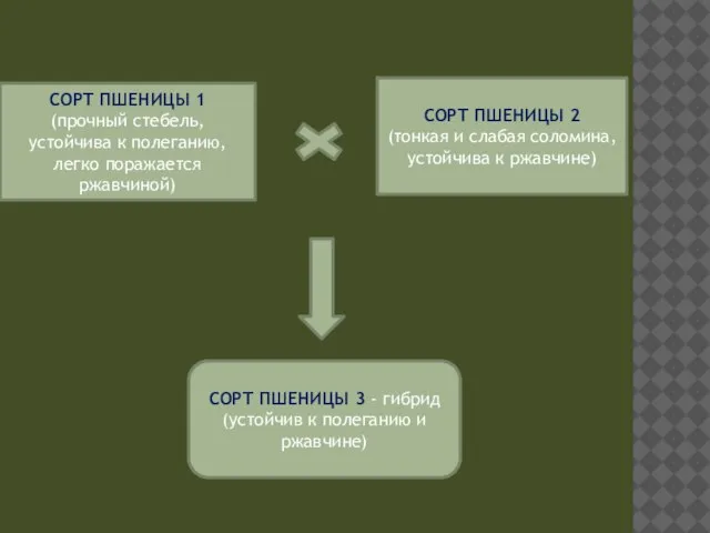 СОРТ ПШЕНИЦЫ 1 (прочный стебель, устойчива к полеганию, легко поражается ржавчиной) СОРТ