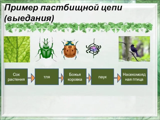 Пример пастбищной цепи (выедания) Сок растения тля Божья коровка паук Насекомоядная птица