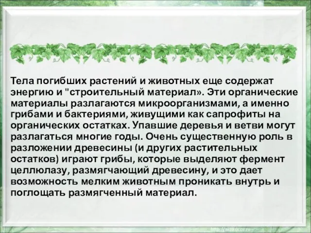 Тела погибших растений и животных еще содержат энергию и "строительный материал». Эти