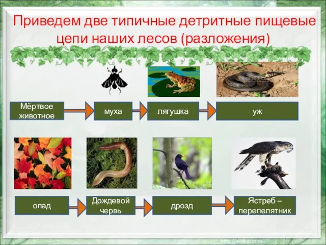 Приведем две типичные детритные пищевые цепи наших лесов (разложения) Мёртвое животное муха