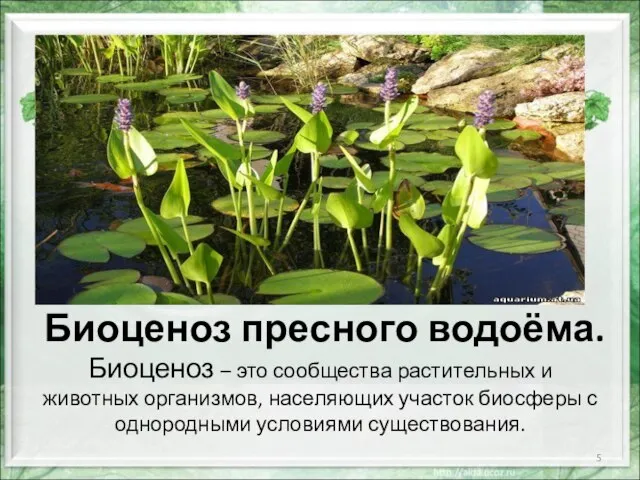 Биоценоз пресного водоёма. Биоценоз – это сообщества растительных и животных организмов, населяющих