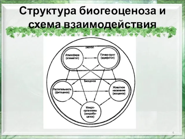 Структура биогеоценоза и схема взаимодействия