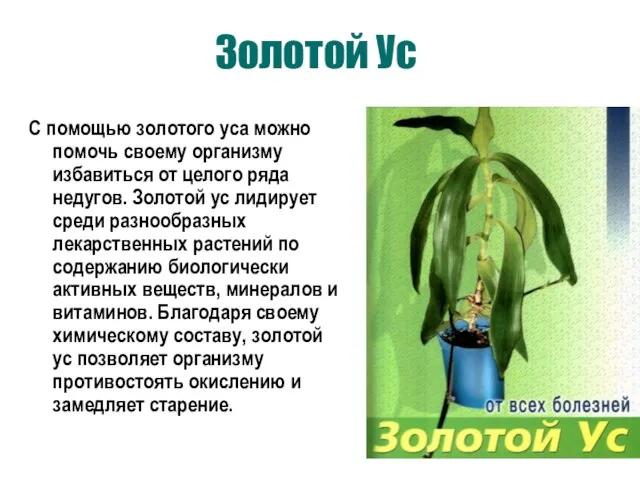 Золотой Ус С помощью золотого уса можно помочь своему организму избавиться от