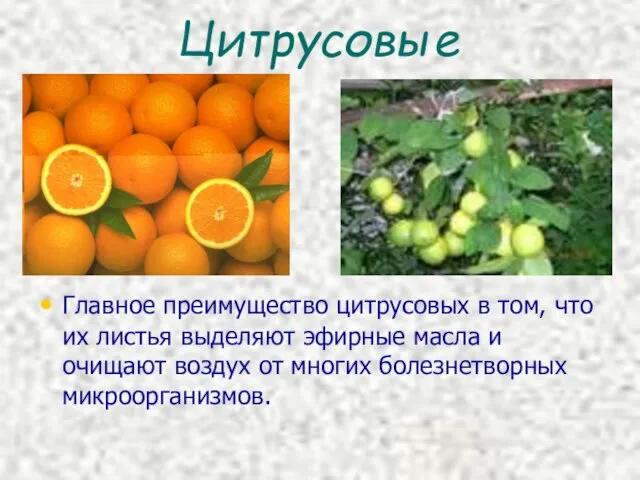 Цитрусовые Главное преимущество цитрусовых в том, что их листья выделяют эфирные масла