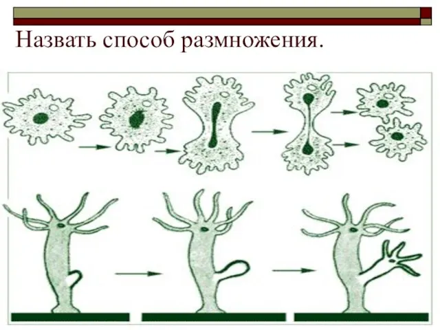 Назвать способ размножения.