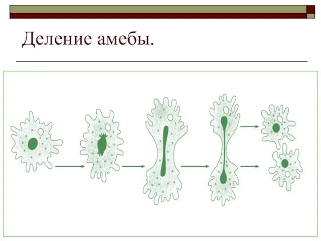 Деление амебы.