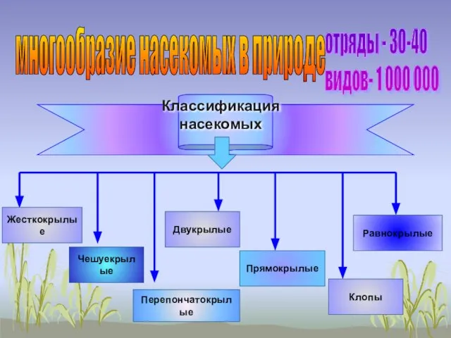 многообразие насекомых в природе отряды - 30-40 видов- 1 000 000 Перепончатокрылые