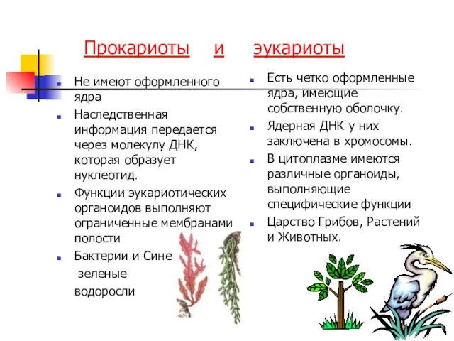 Прокариоты и эукариоты Не имеют оформленного ядра Наследственная информация передается через молекулу