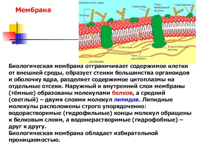 Биологическая мембрана отграничивает содержимое клетки от внешней среды, образует стенки большинства органоидов