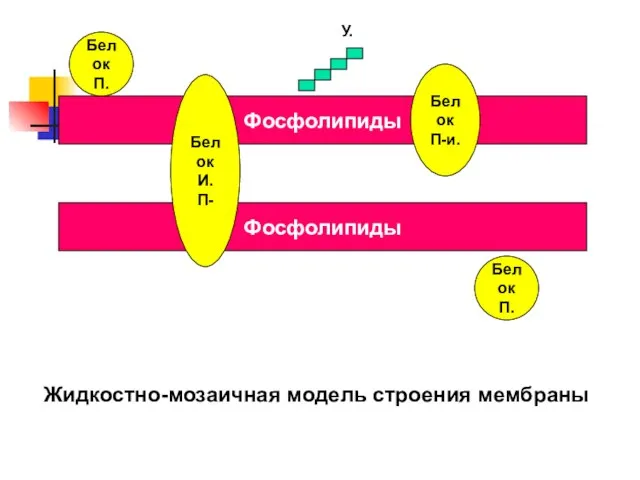 Фосфолипиды Фосфолипиды Белок П. Белок П. Белок П-и. Белок И. П- У. Жидкостно-мозаичная модель строения мембраны