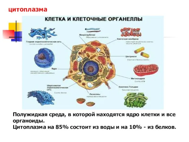 цитоплазма Полужидкая среда, в которой находятся ядро клетки и все органоиды. Цитоплазма