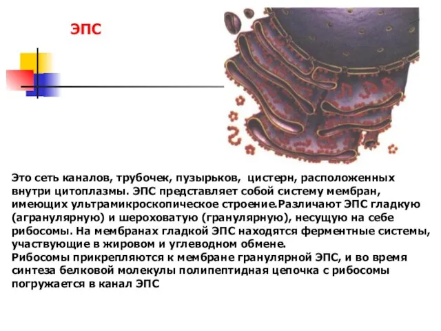 Это сеть каналов, трубочек, пузырьков, цистерн, расположенных внутри цитоплазмы. ЭПС представляет собой
