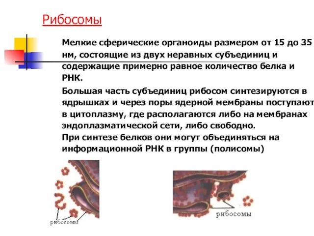 Рибосомы Мелкие сферические органоиды размером от 15 до 35 нм, состоящие из