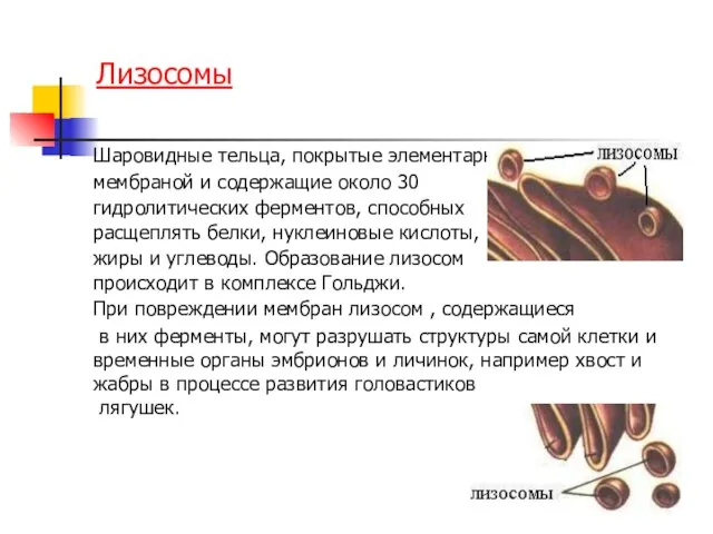 Лизосомы Шаровидные тельца, покрытые элементарной мембраной и содержащие около 30 гидролитических ферментов,