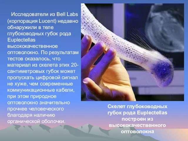 Исследователи из Bell Labs (корпорация Lucent) недавно обнаружили в теле глубоководных губок
