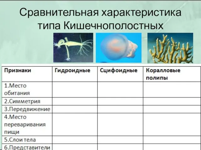 Сравнительная характеристика типа Кишечнополостных