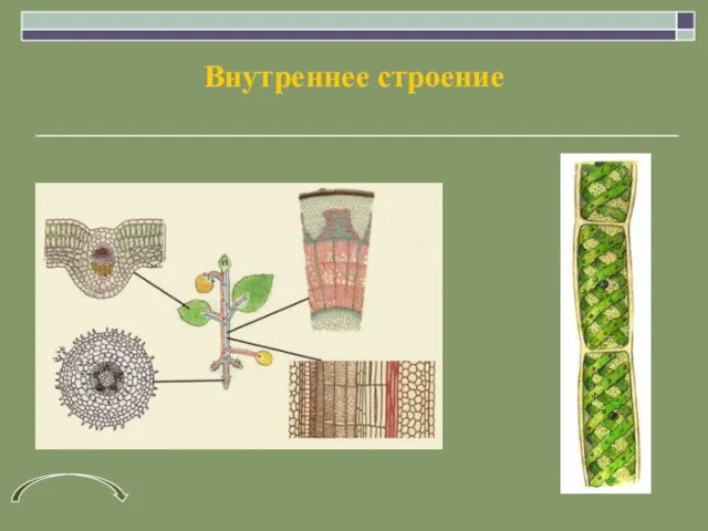 Внутреннее строение