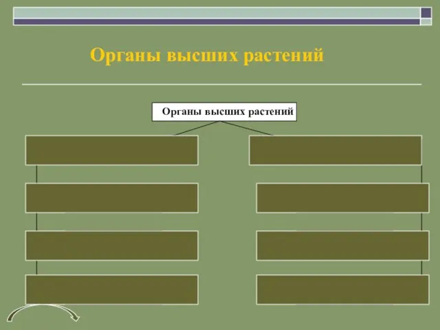 Органы высших растений корень генеративные стебель лист спорангий цветок плод вегетативные Органы высших растений