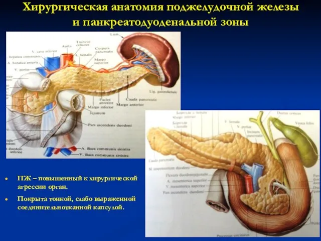 Хирургическая анатомия поджелудочной железы и панкреатодуоденальной зоны ПЖ – повышенный к хирургической