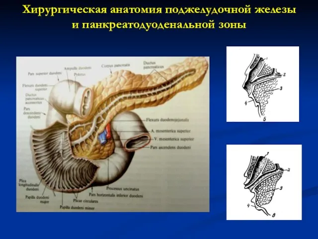 Хирургическая анатомия поджелудочной железы и панкреатодуоденальной зоны