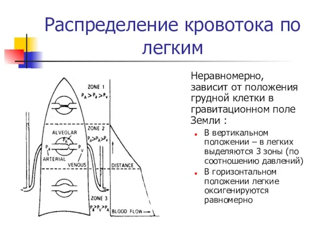 Распределение кровотока по легким Неравномерно, зависит от положения грудной клетки в гравитационном